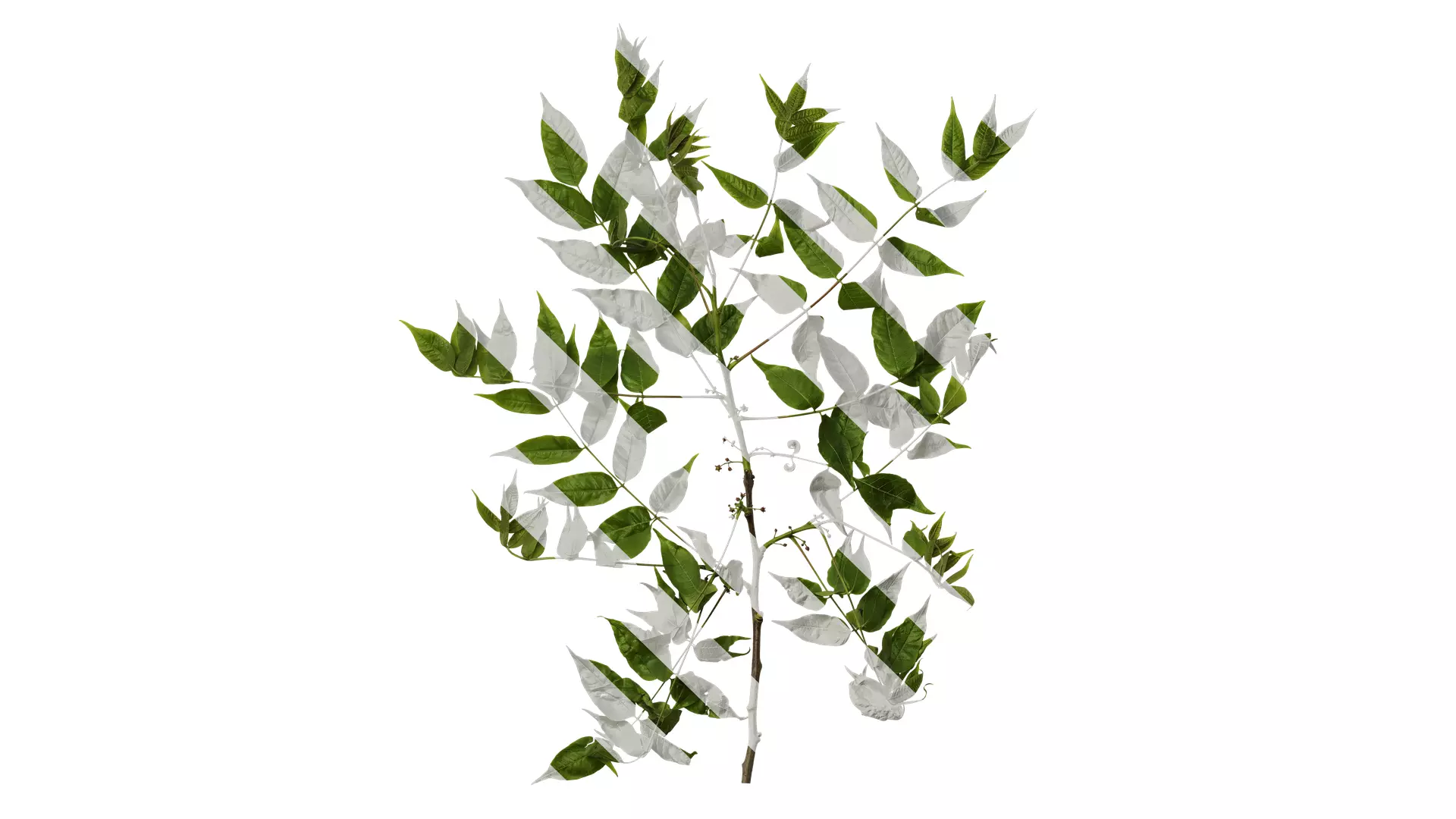 Anydrafts Choerospondias axillaris Atlas 01 Texture_0