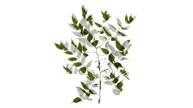 Anydrafts Choerospondias axillaris Atlas 01 Texture