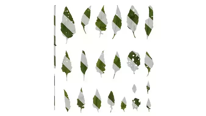 Anydrafts Chrysanthemum indicum Leaf 01 Texture