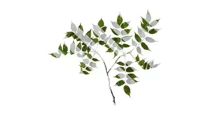 Anydrafts Choerospondias axillaris Atlas 03