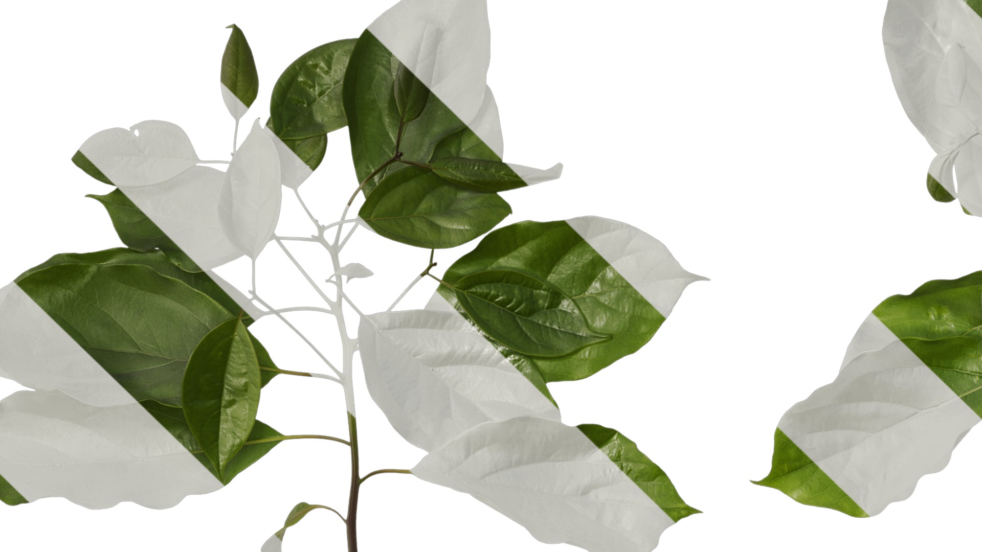 Anydrafts Cinnamomum bodinieri Atlas 03 Texture_1