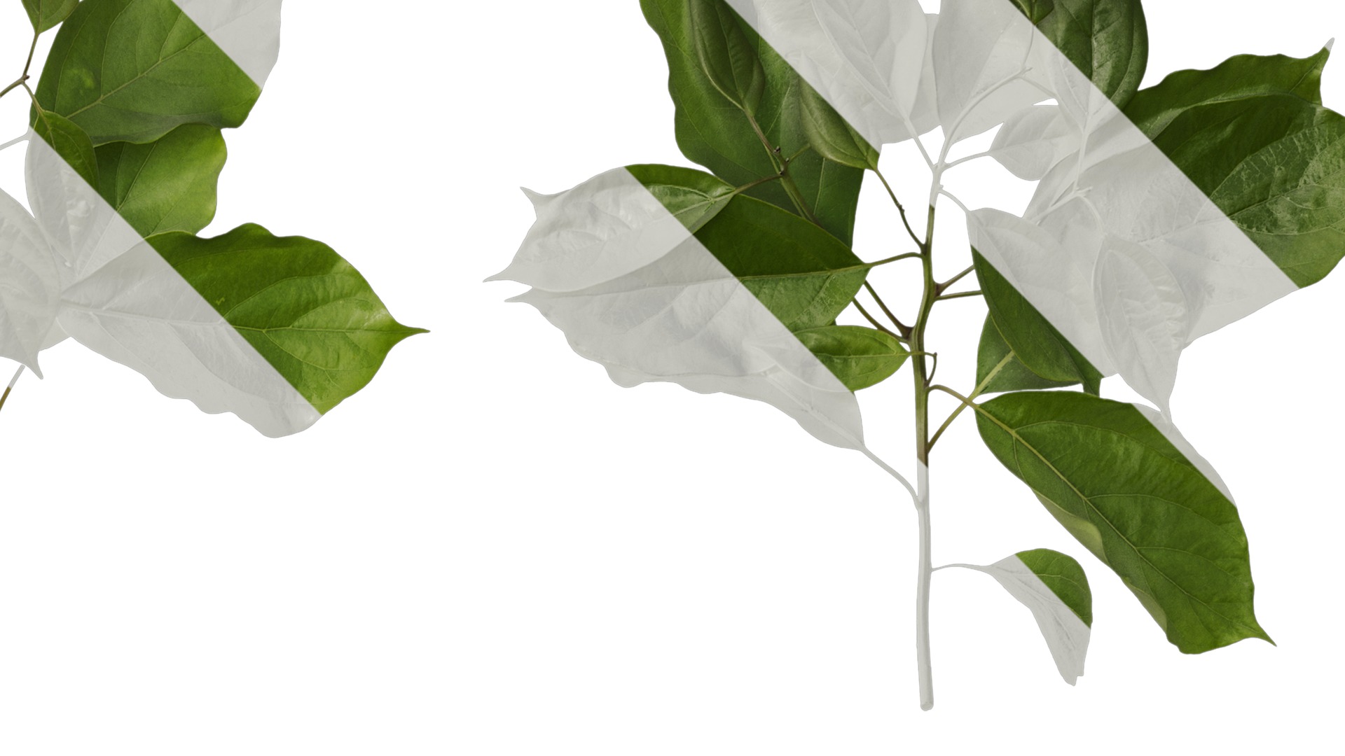 Anydrafts Cinnamomum bodinieri Atlas 03 Texture_2