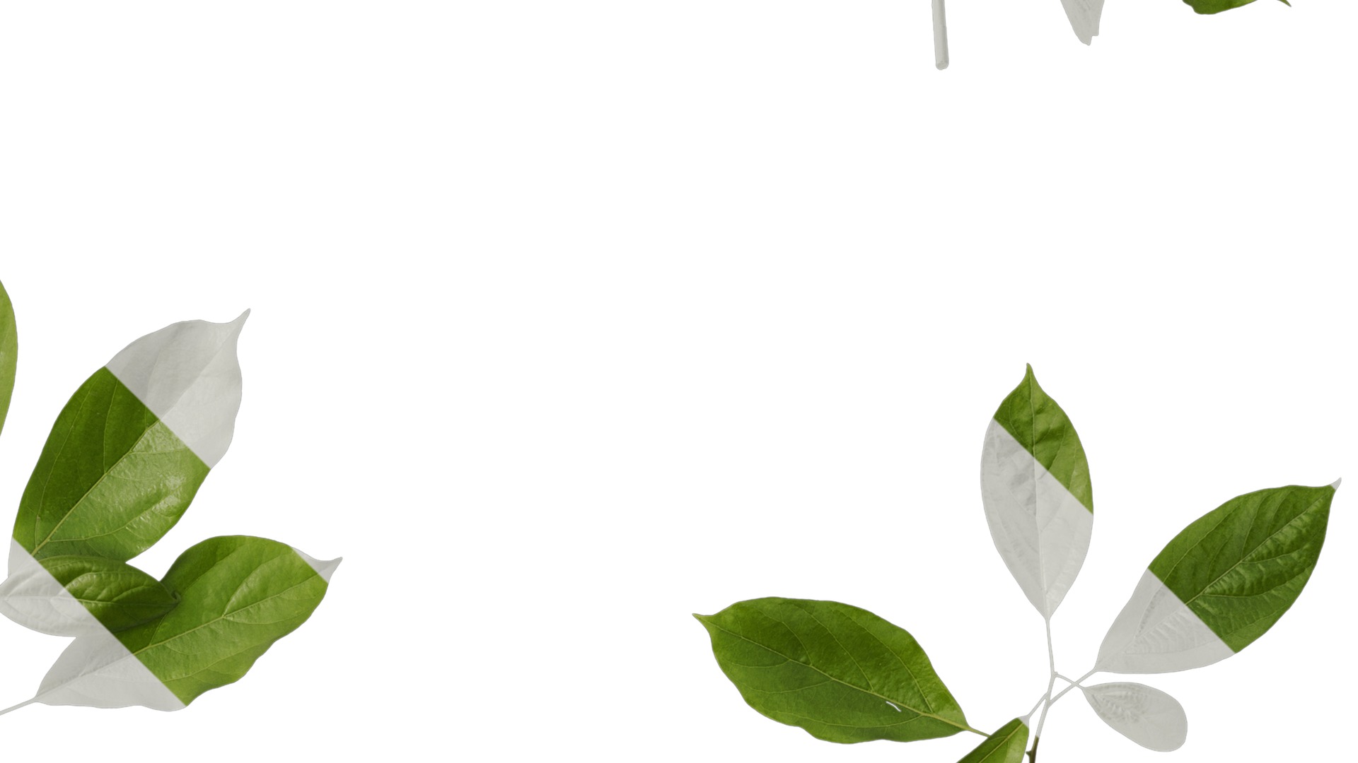 Anydrafts Cinnamomum bodinieri Atlas 03 Texture_4