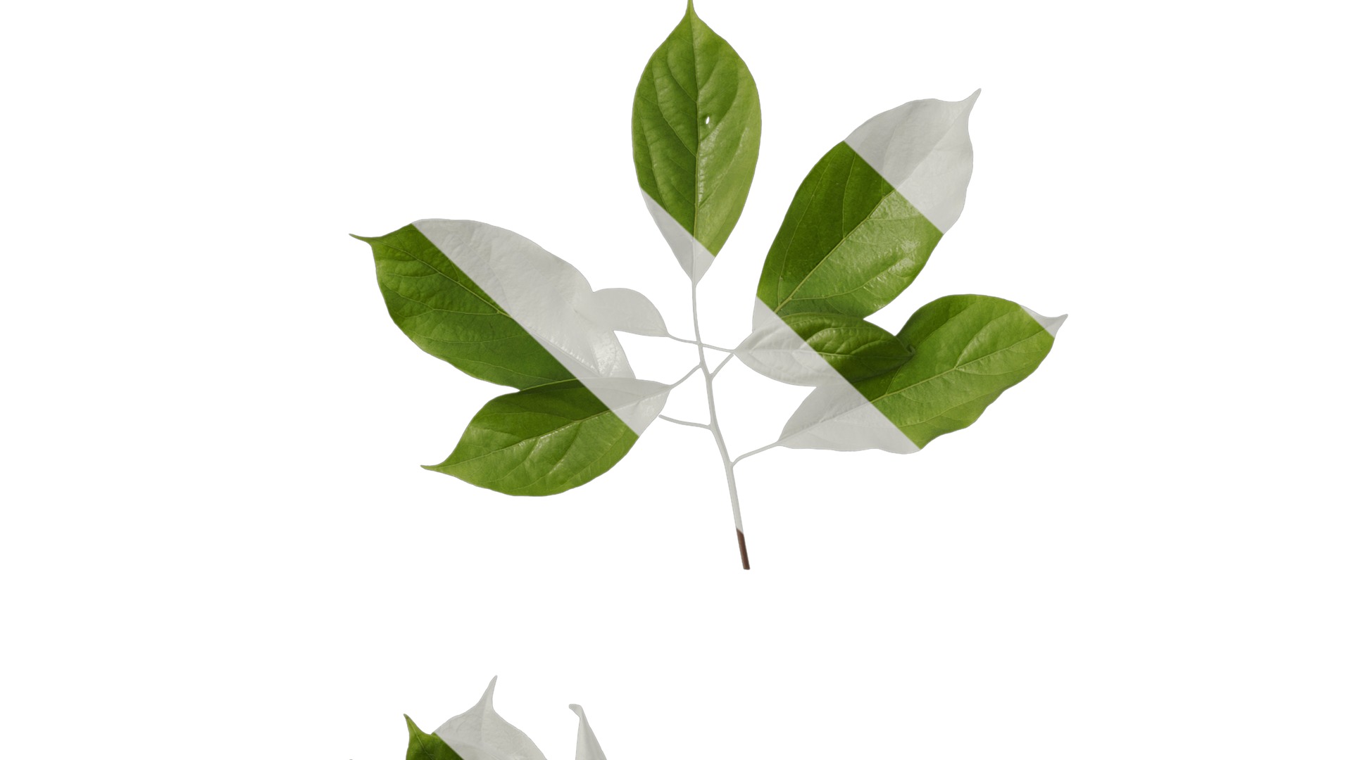 Anydrafts Cinnamomum bodinieri Atlas 03 Texture_7