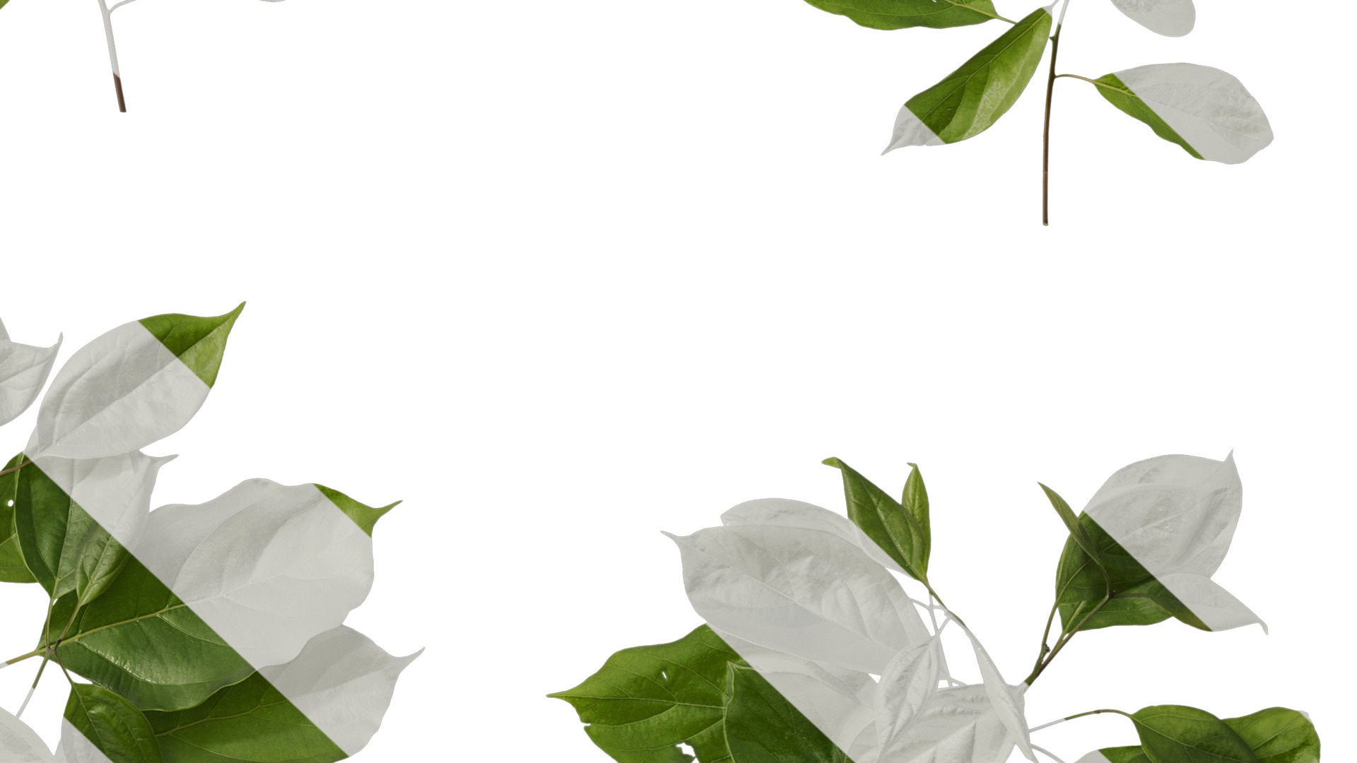 Anydrafts Cinnamomum bodinieri Atlas 03 Texture_6