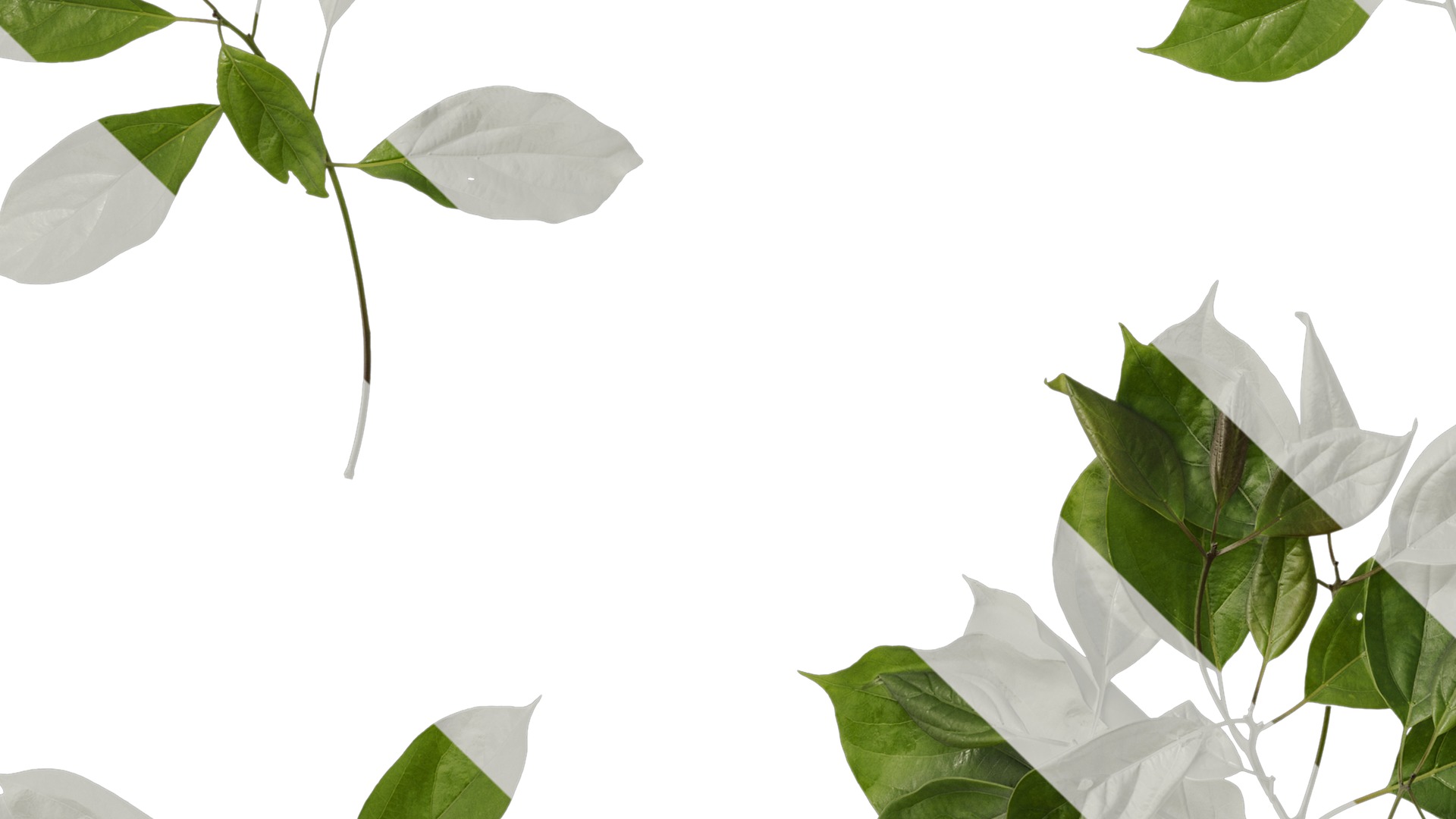 Anydrafts Cinnamomum bodinieri Atlas 03 Texture_5