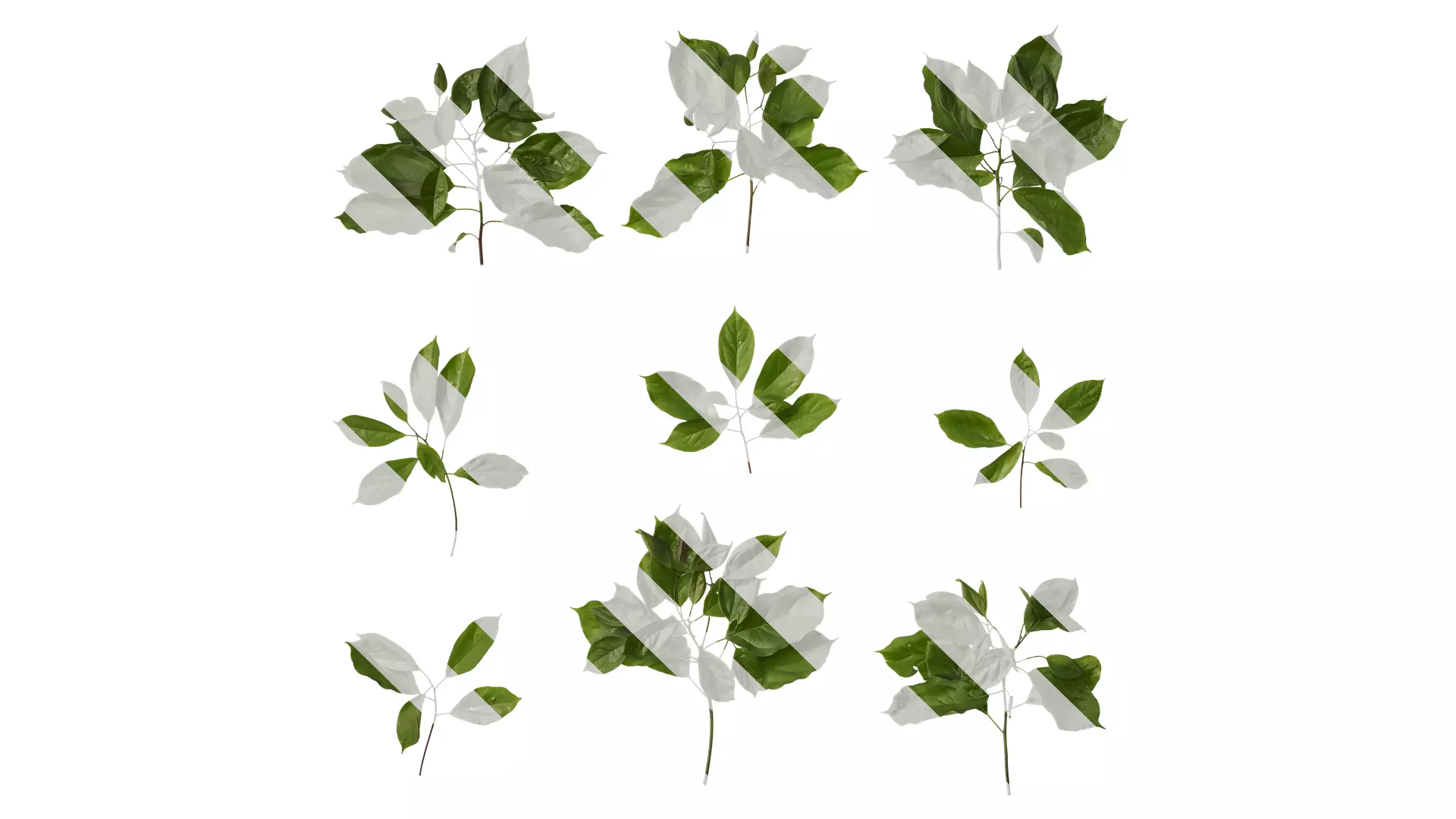 Anydrafts Cinnamomum bodinieri Atlas 03 Texture_0