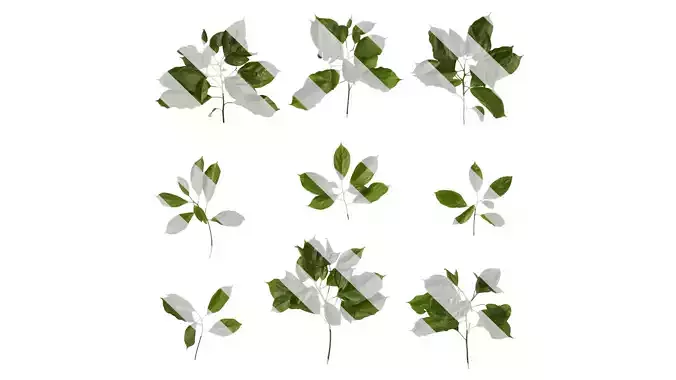 Anydrafts Cinnamomum bodinieri Atlas 03