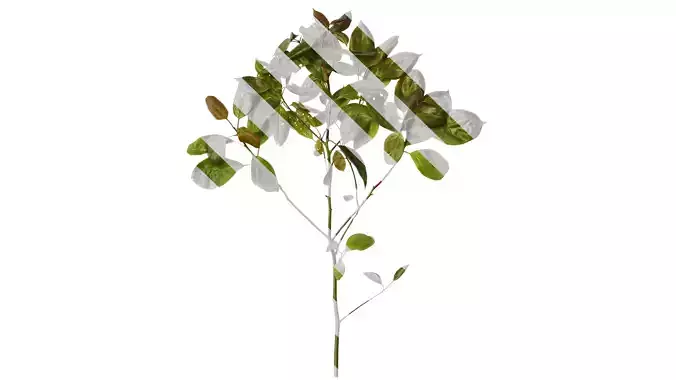 Anydrafts Cinnamomum bodinieri Atlas 04