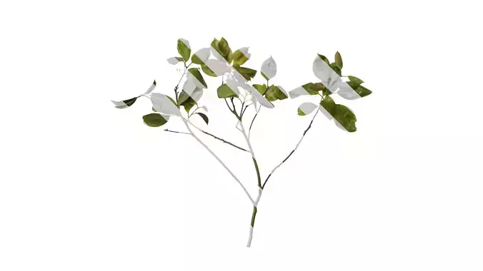 Anydrafts Cinnamomum bodinieri Atlas 05