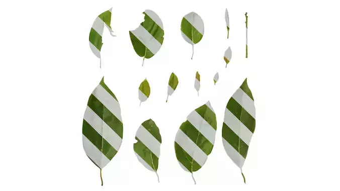 Anydrafts Cinnamomum bodinieri Leaf 01