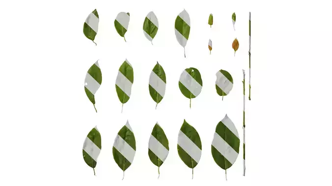 Anydrafts Cinnamomum bodinieri Leaf 02