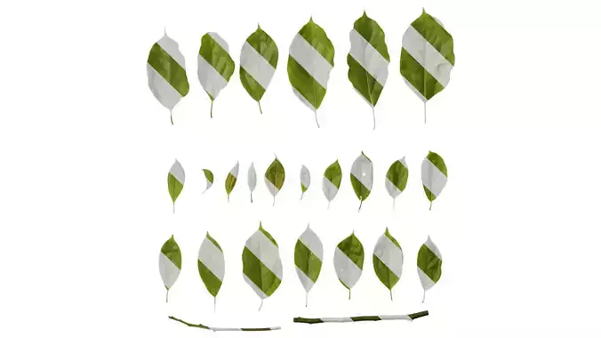 Anydrafts Cinnamomum bodinieri Leaf 05