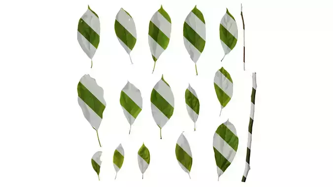 Anydrafts Cinnamomum bodinieri Leaf 07