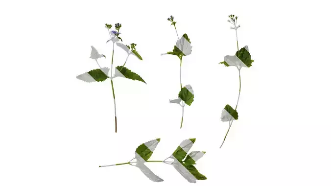 Anydrafts Conoclinium coelestinum Atlas 02