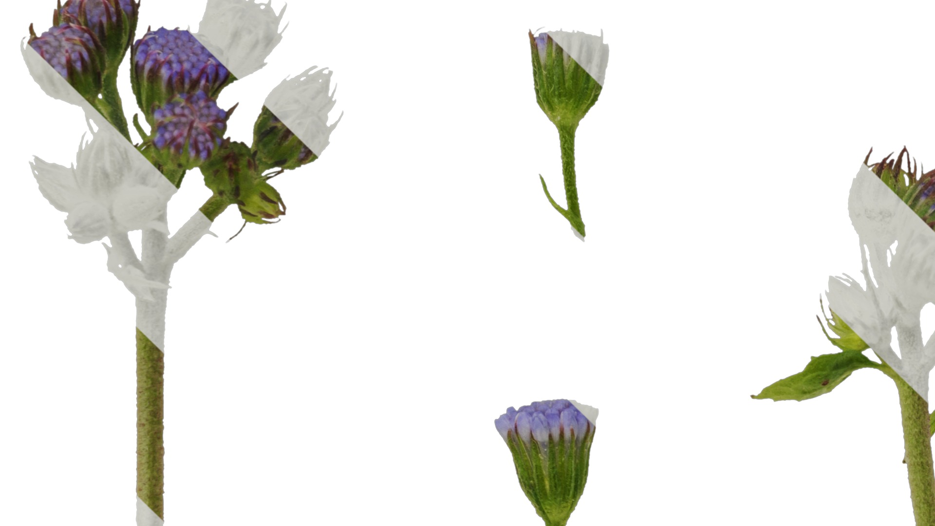 Anydrafts Conoclinium coelestinum Atlas 03 Texture_5