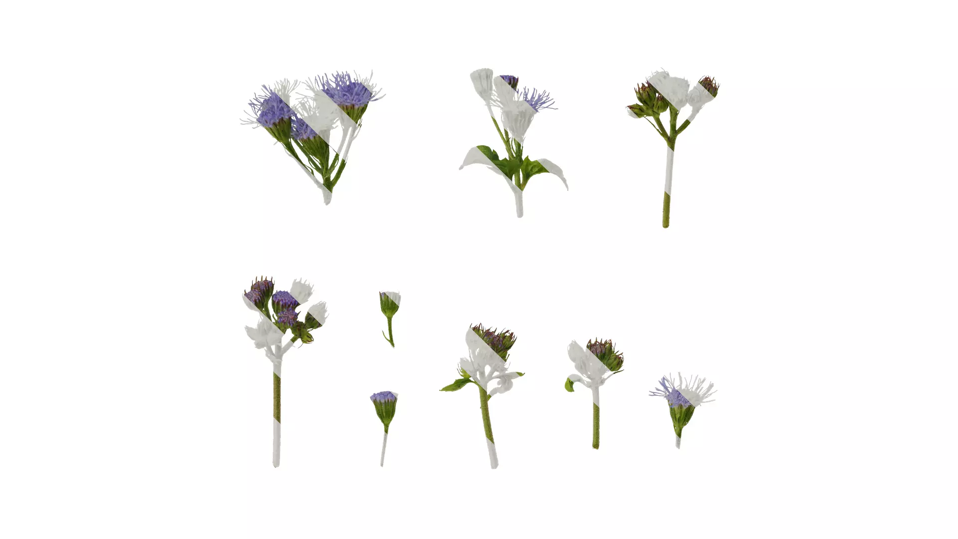 Anydrafts Conoclinium coelestinum Atlas 03 Texture_0