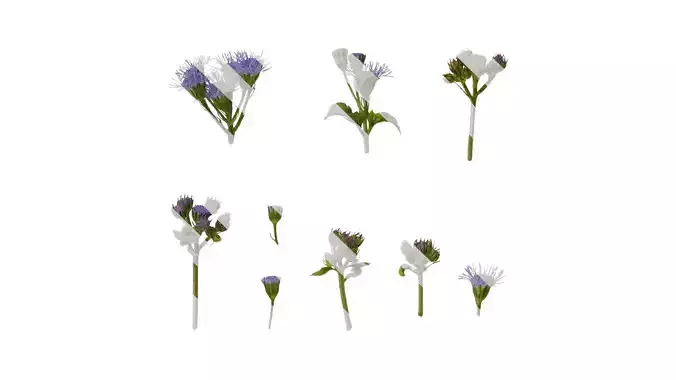 Anydrafts Conoclinium coelestinum Atlas 03