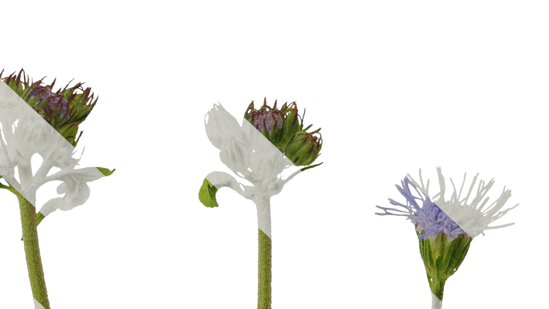 Anydrafts Conoclinium coelestinum Atlas 03 Texture_6