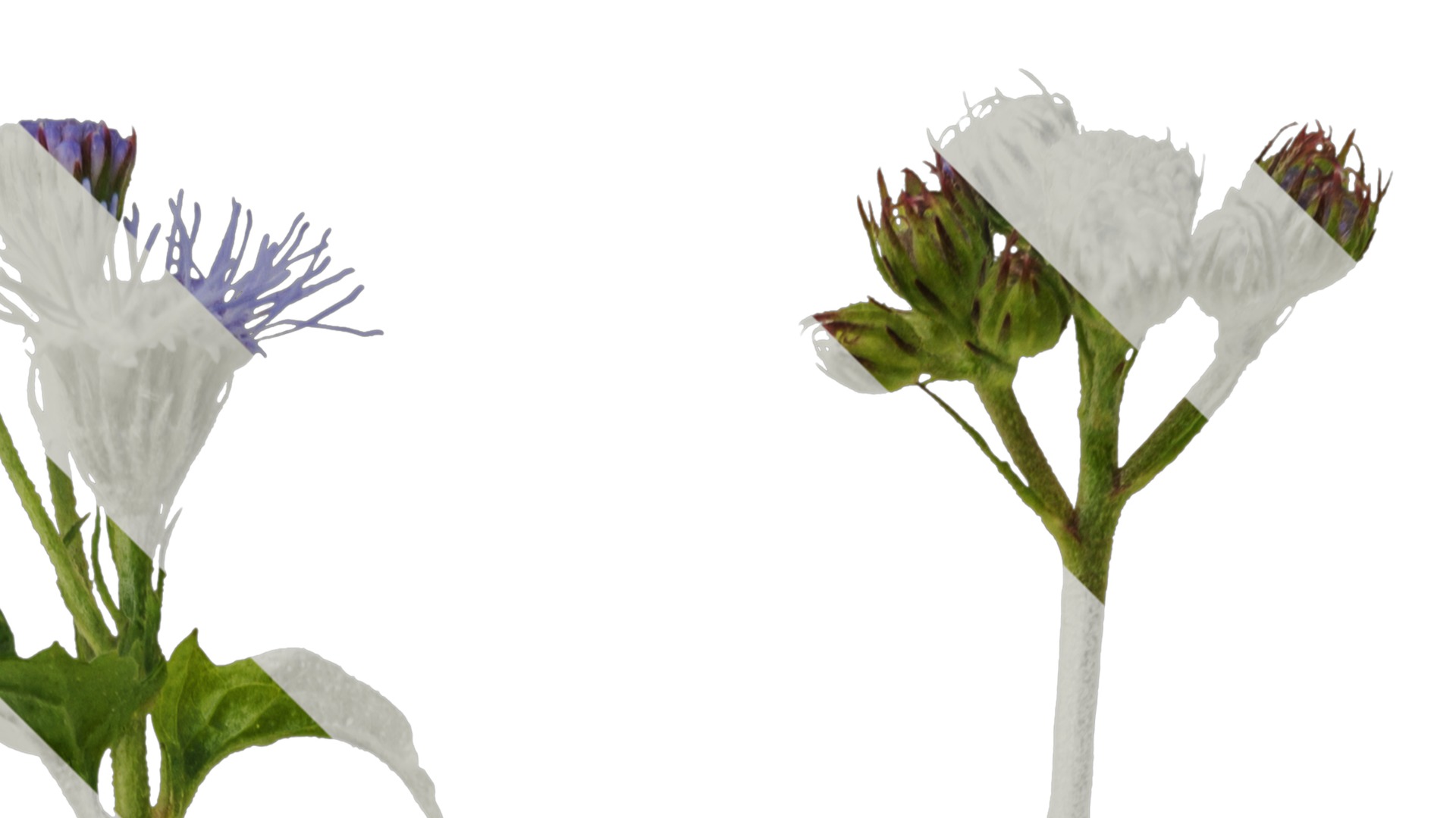 Anydrafts Conoclinium coelestinum Atlas 03 Texture_2