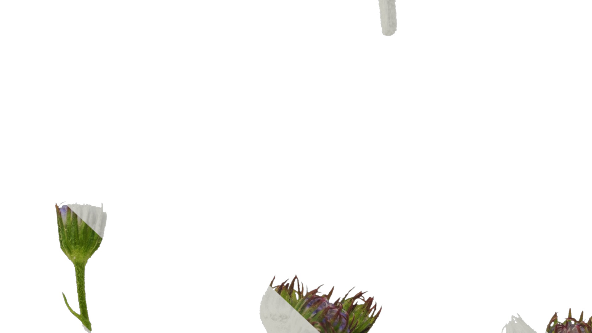 Anydrafts Conoclinium coelestinum Atlas 03 Texture_7