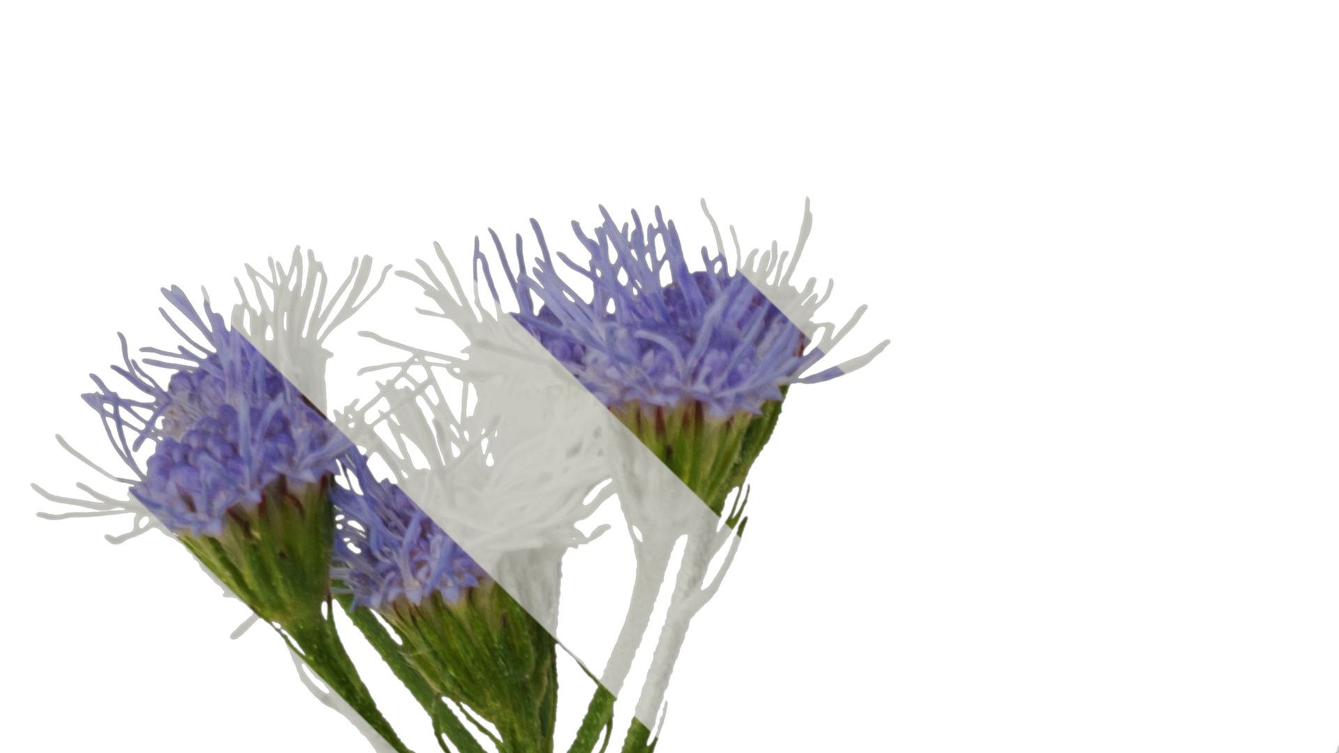 Anydrafts Conoclinium coelestinum Atlas 03 Texture_1