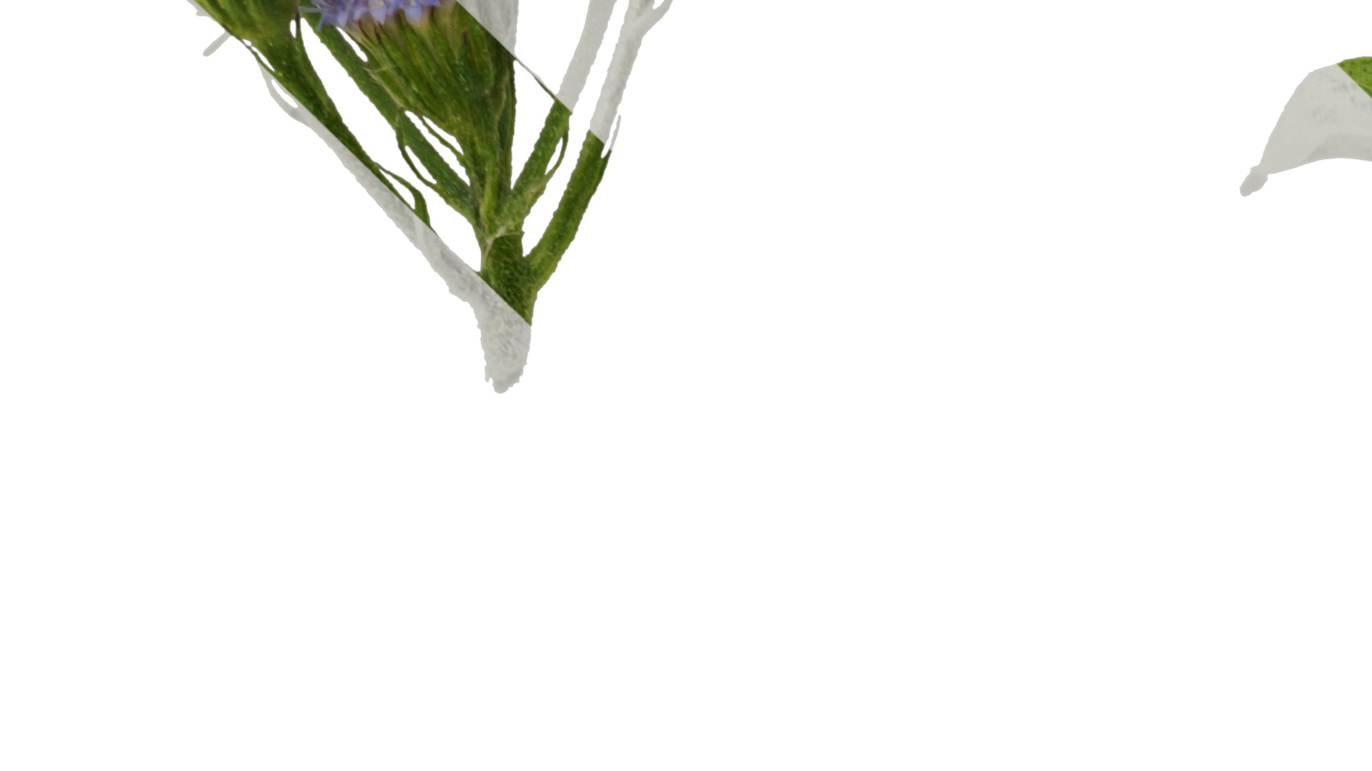 Anydrafts Conoclinium coelestinum Atlas 03 Texture_3