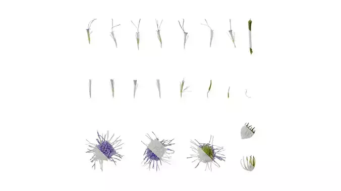 Anydrafts Conoclinium coelestinum Flower 01