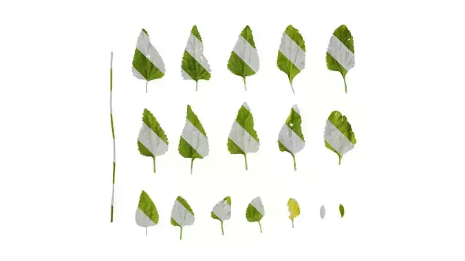 Anydrafts Conoclinium coelestinum Leaf 01