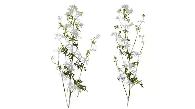 Anydrafts Consolida ajacis Atlas 04