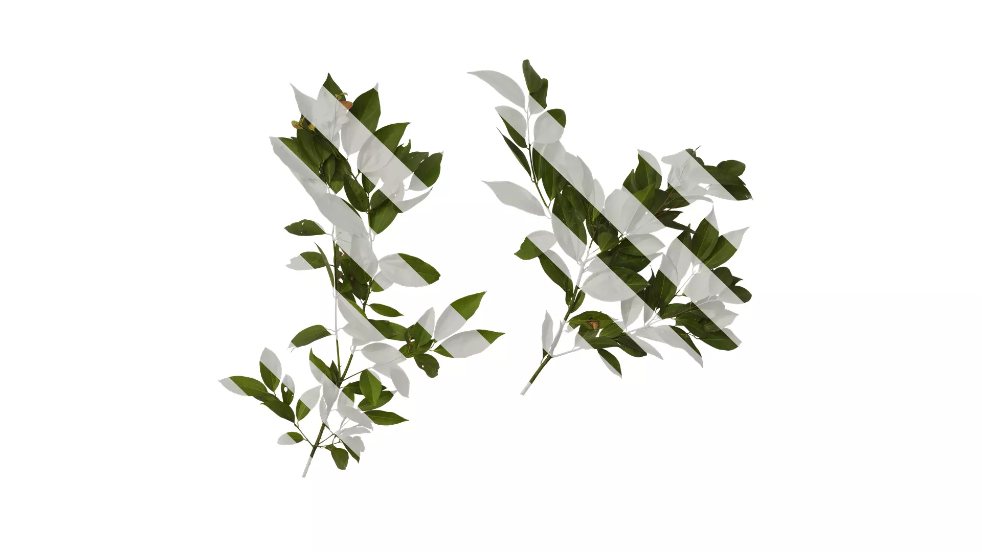 Anydrafts Cinnamomum burmannii Atlas 05 Texture
