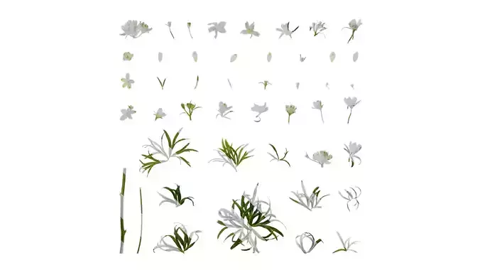 Anydrafts Consolida ajacis Atlas 05