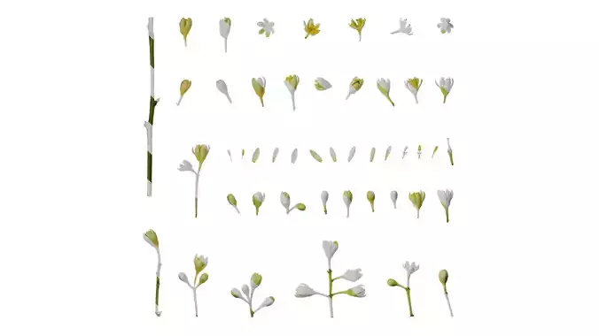 Anydrafts Cinnamomum burmannii Flower 01