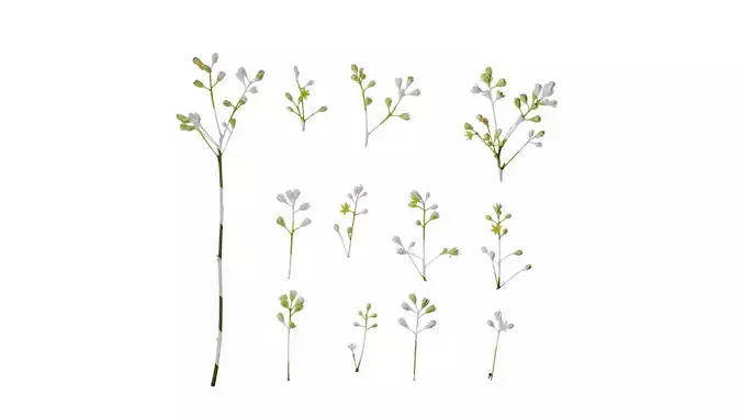 Anydrafts Cinnamomum burmannii Flower 02