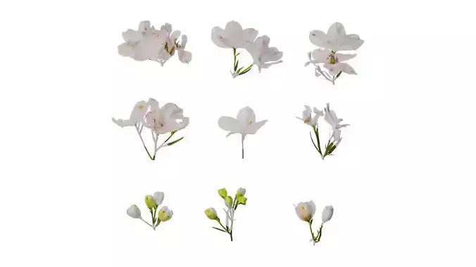 Anydrafts Consolida ajacis Atlas 06