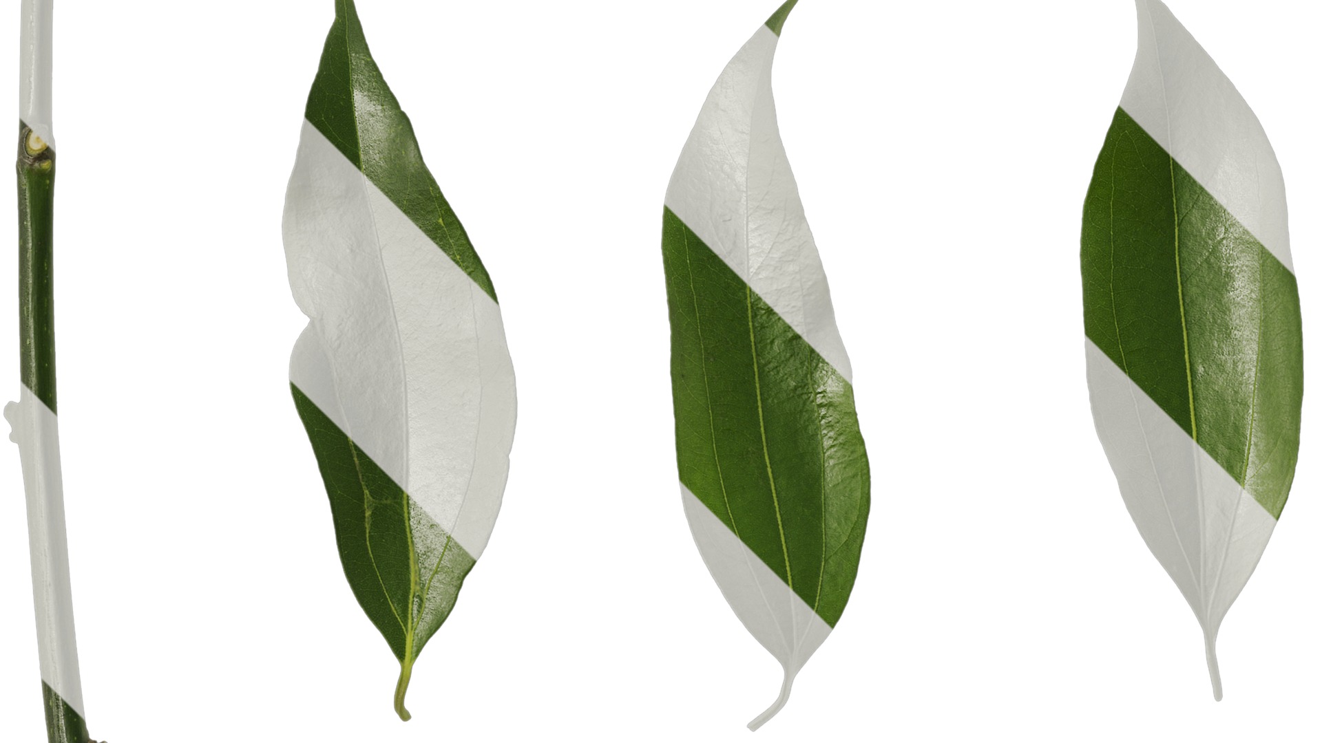 Anydrafts Cinnamomum burmannii Leaf 08 Texture_1