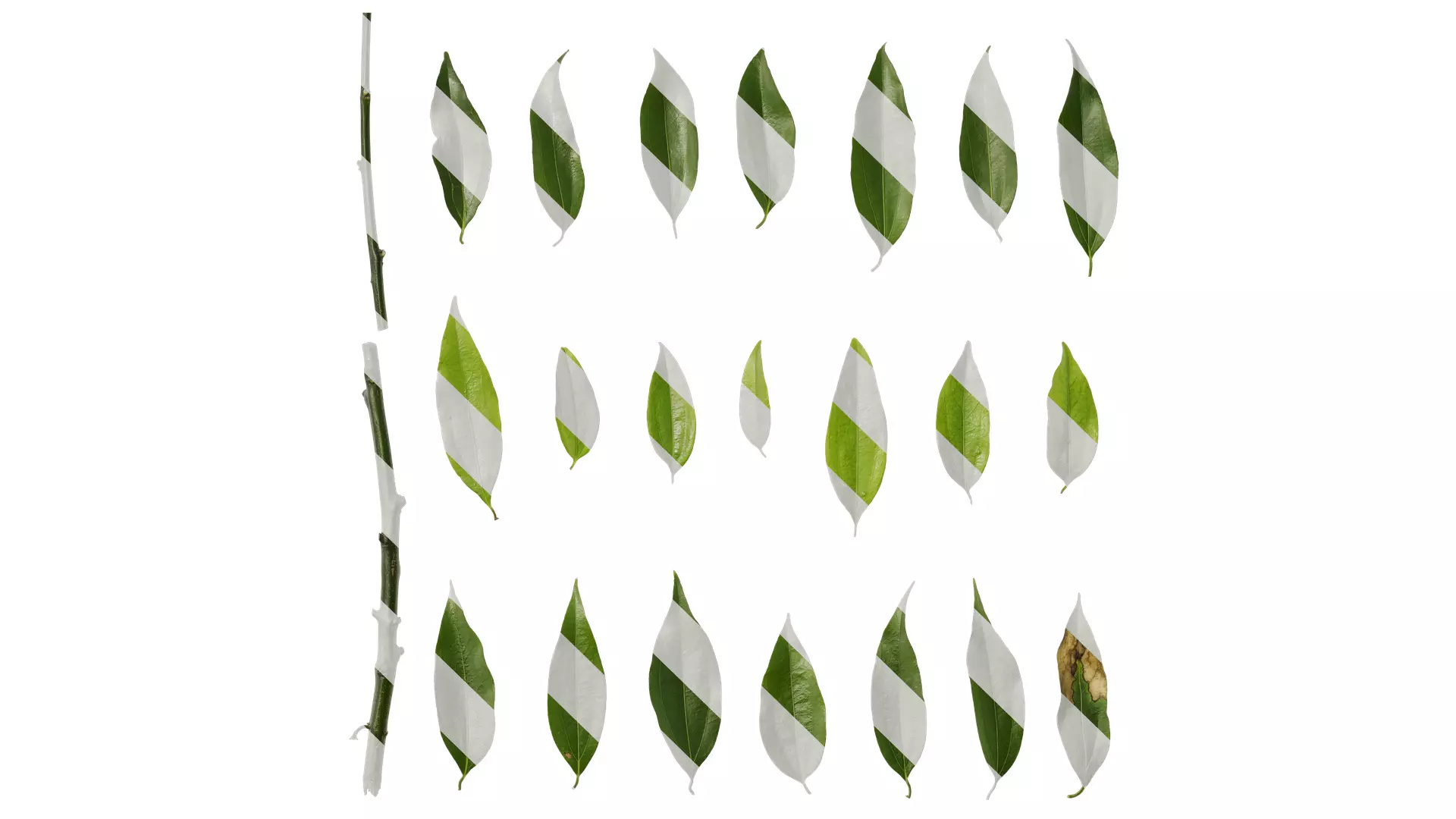 Anydrafts Cinnamomum burmannii Leaf 08 Texture_0