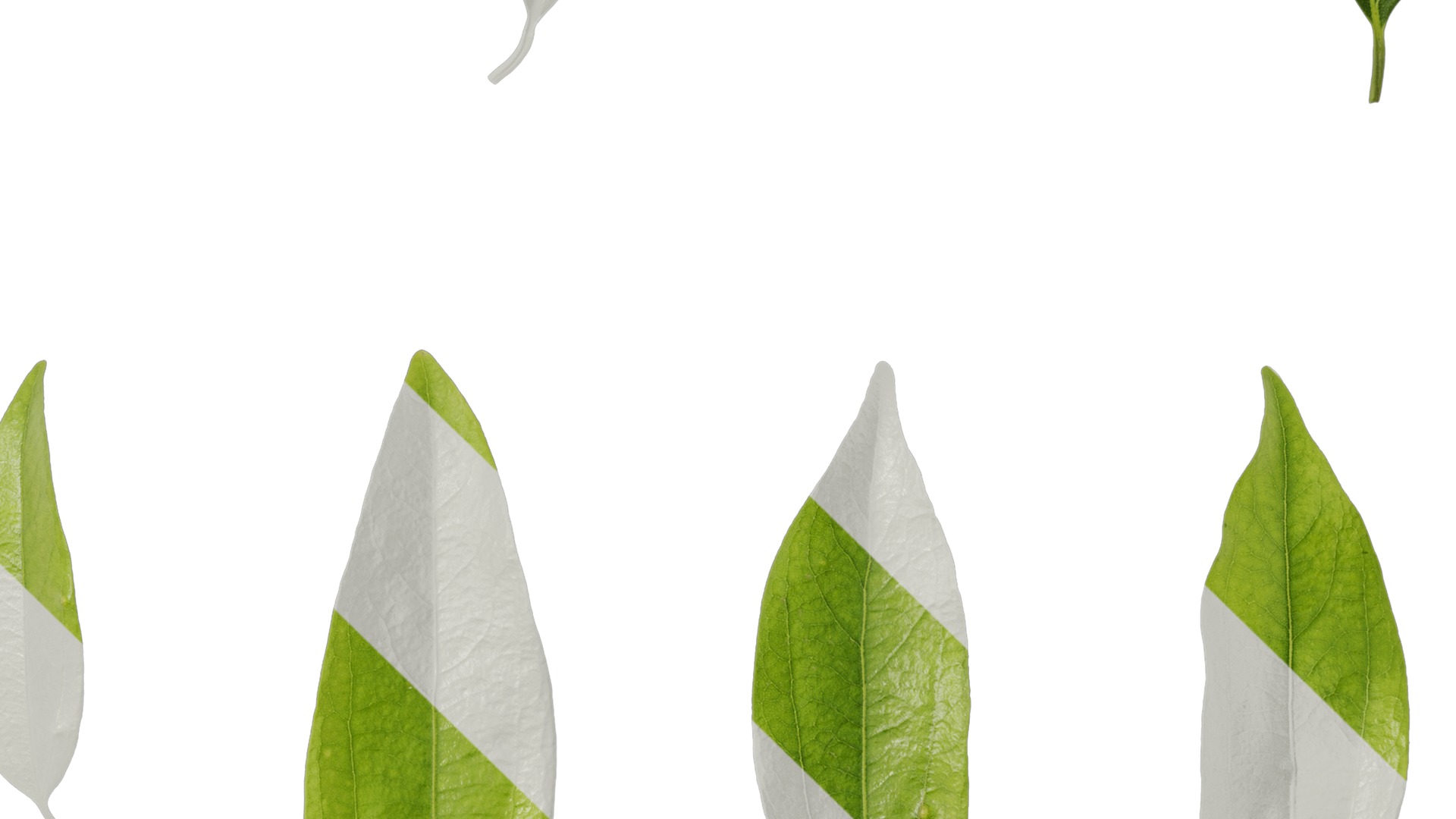 Anydrafts Cinnamomum burmannii Leaf 08 Texture_4