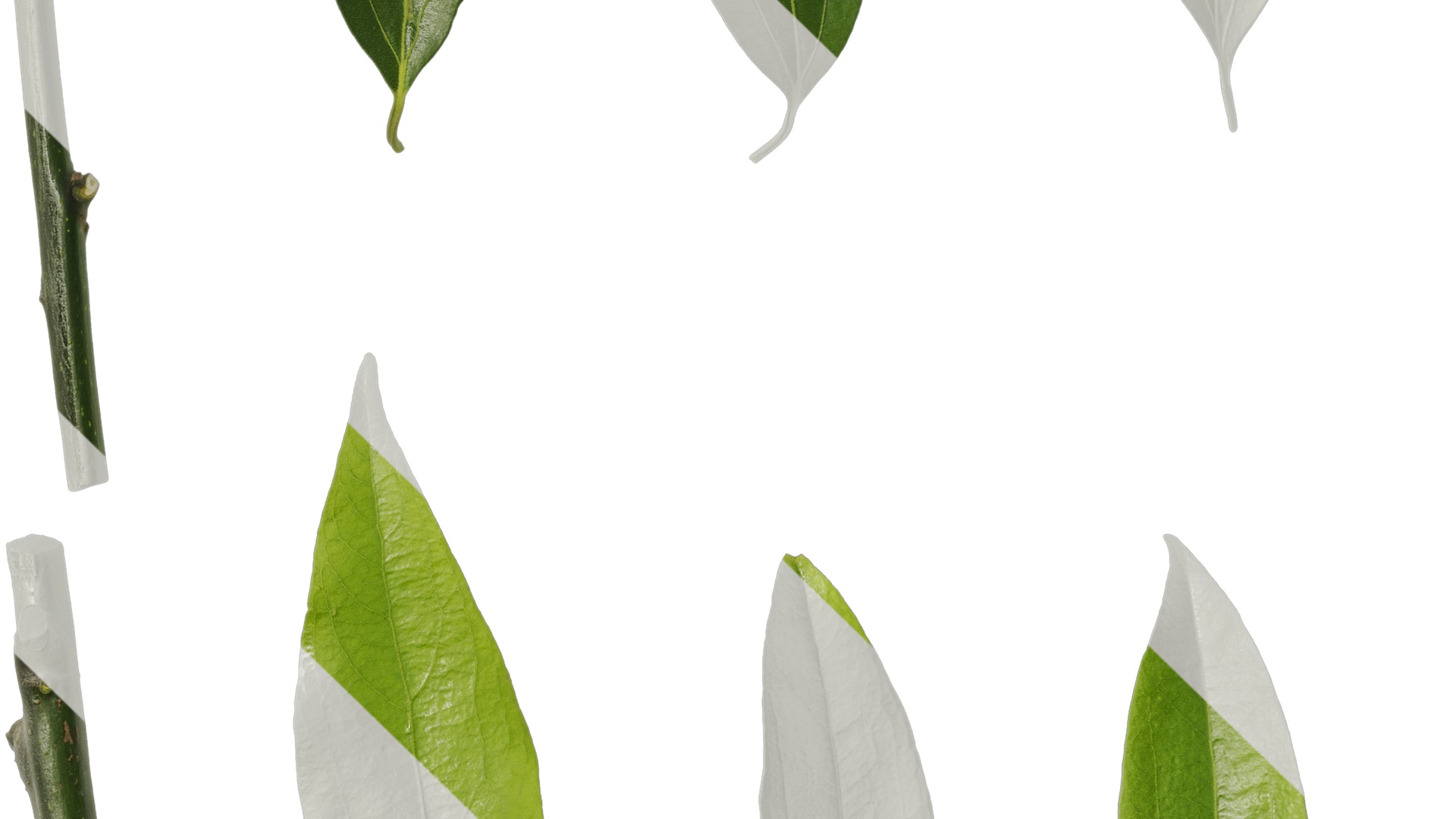 Anydrafts Cinnamomum burmannii Leaf 08 Texture_3