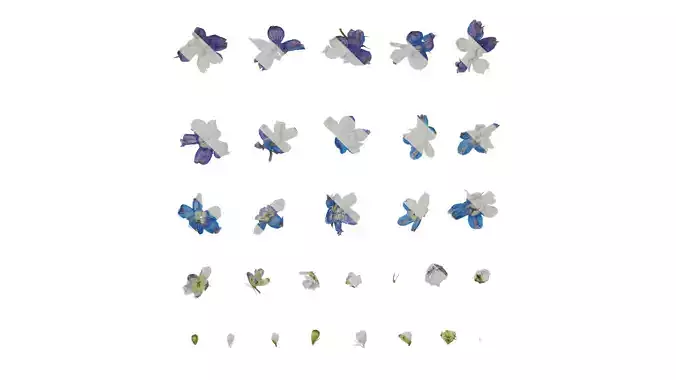 Anydrafts Consolida ajacis Flower 01