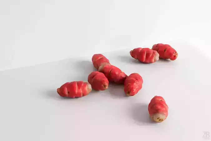Oca Root 3D model