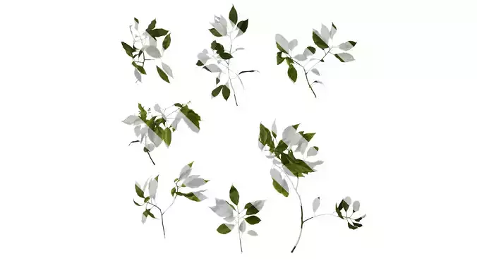 Anydrafts Cinnamomum camphora Atlas 02