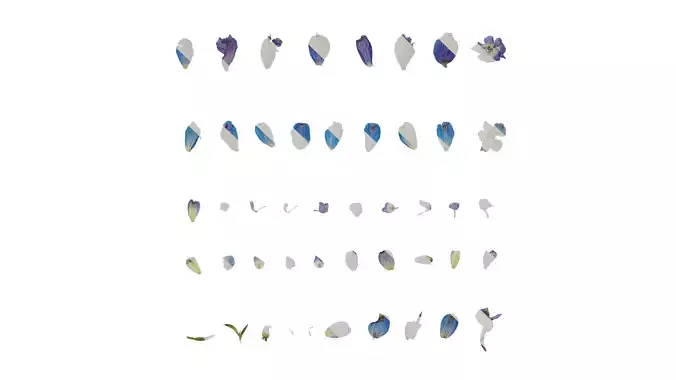 Anydrafts Consolida ajacis Flower 02