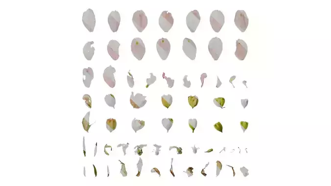 Anydrafts Consolida ajacis Flower 03