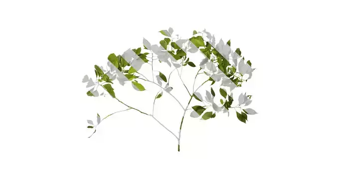 Anydrafts Cinnamomum camphora Atlas 03