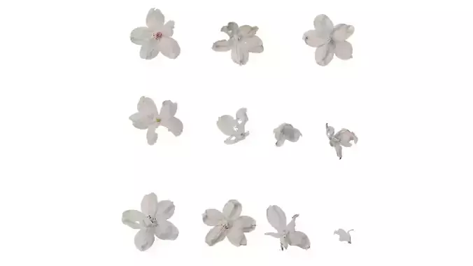 Anydrafts Consolida ajacis Flower 04