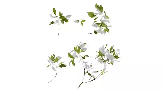 Anydrafts Cinnamomum camphora Atlas 04