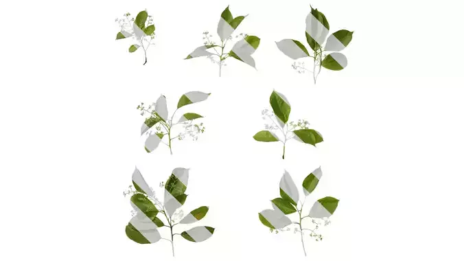 Anydrafts Cinnamomum camphora Atlas 06