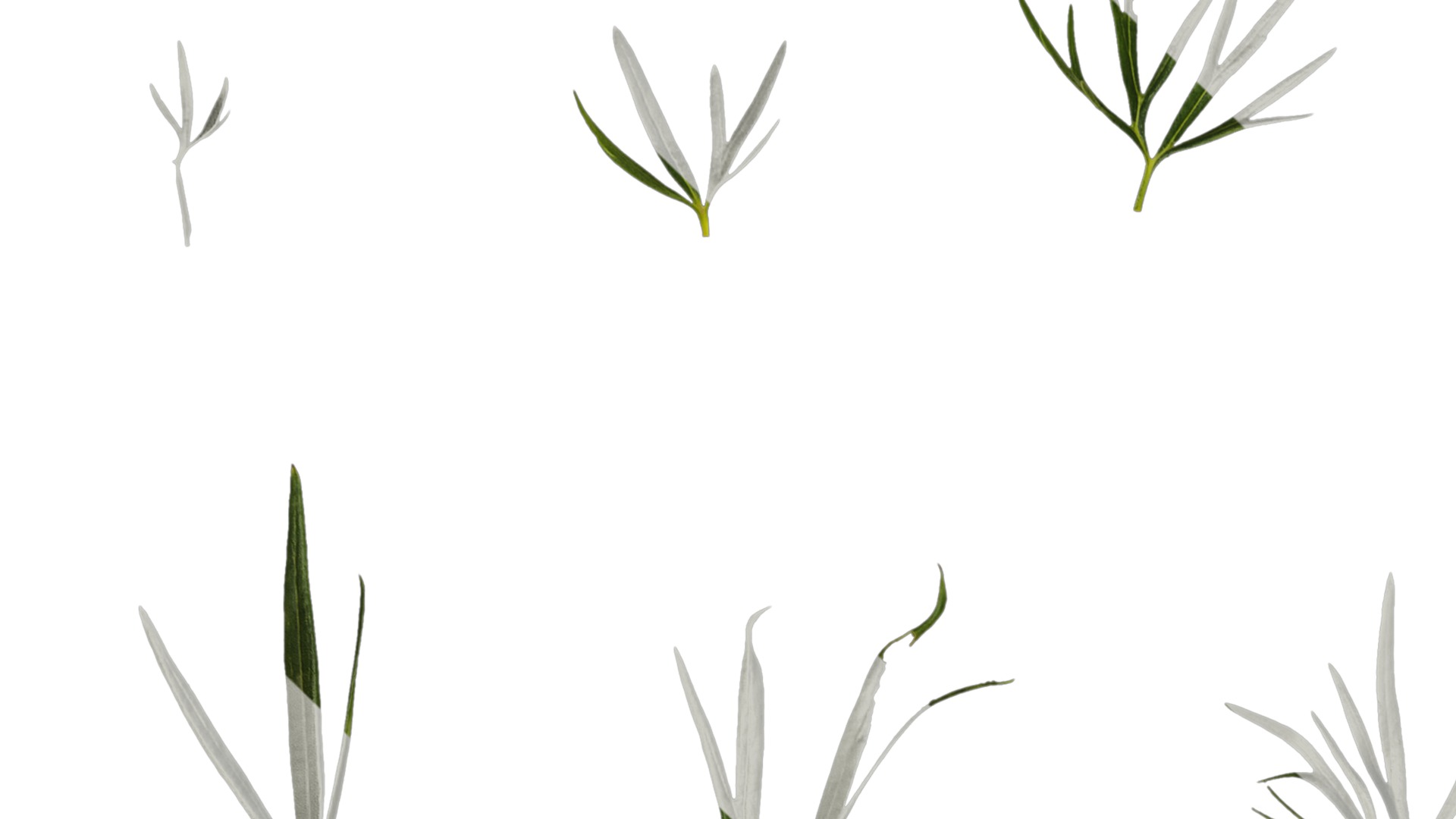 Anydrafts Consolida ajacis Leaf 02 Texture_1