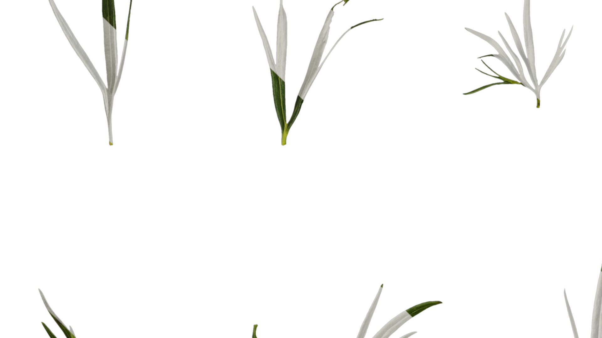 Anydrafts Consolida ajacis Leaf 02 Texture_3